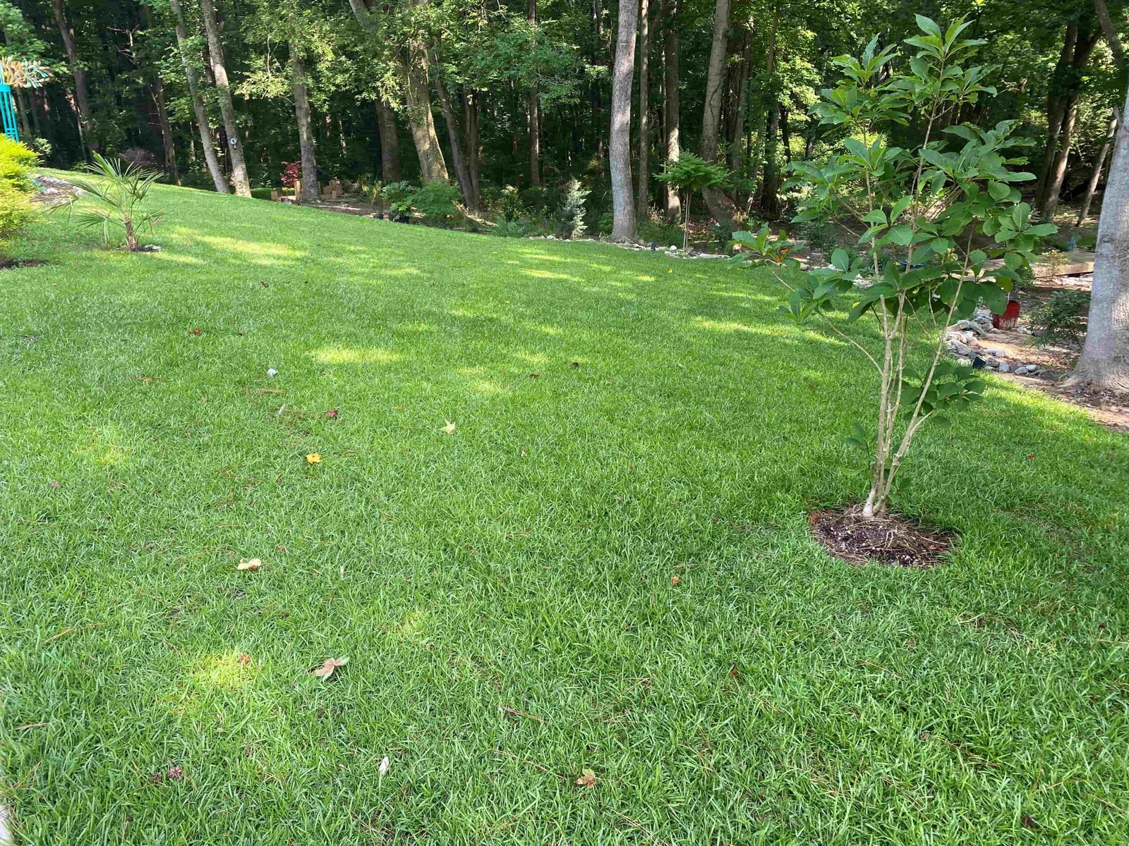Vibrant green residential lawn in Wake County